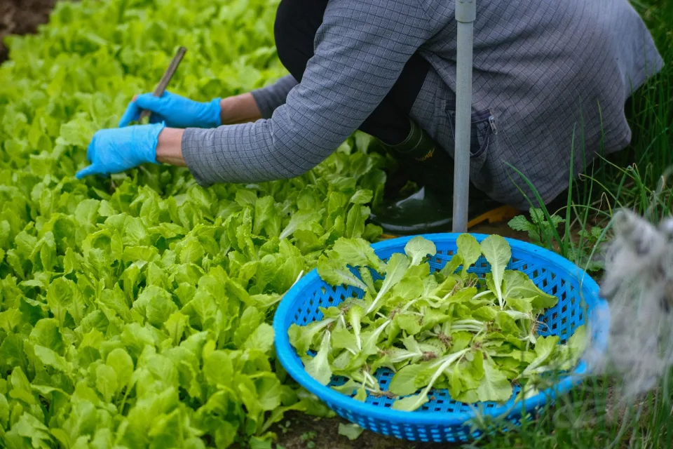 Nắng sớm trên luống rau