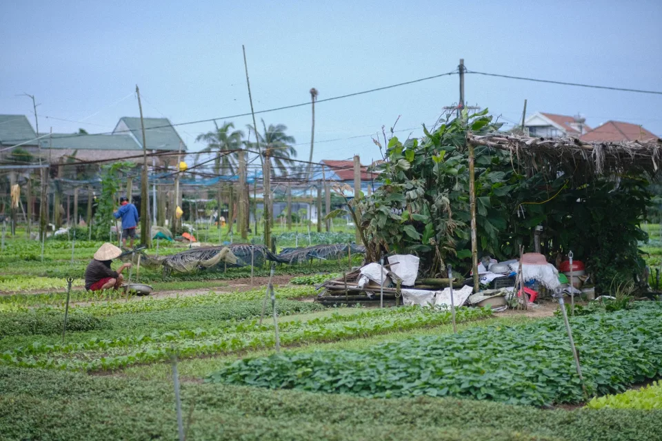 Nông sản nên thử